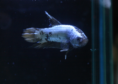 c0165800_21522685.gif