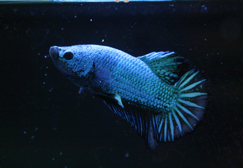 c0165800_21523084.gif