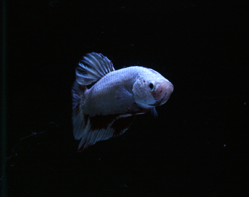 c0165800_2152922.gif