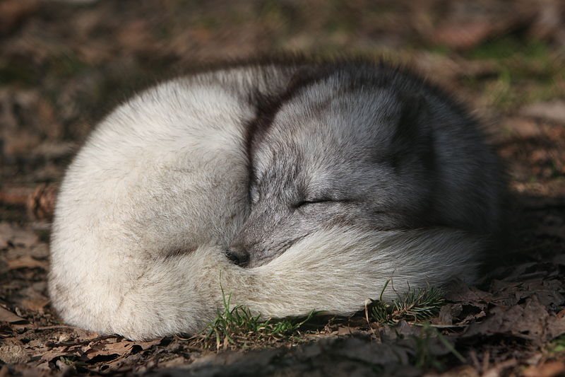 からくれない動物_c0072801_3502919.jpg