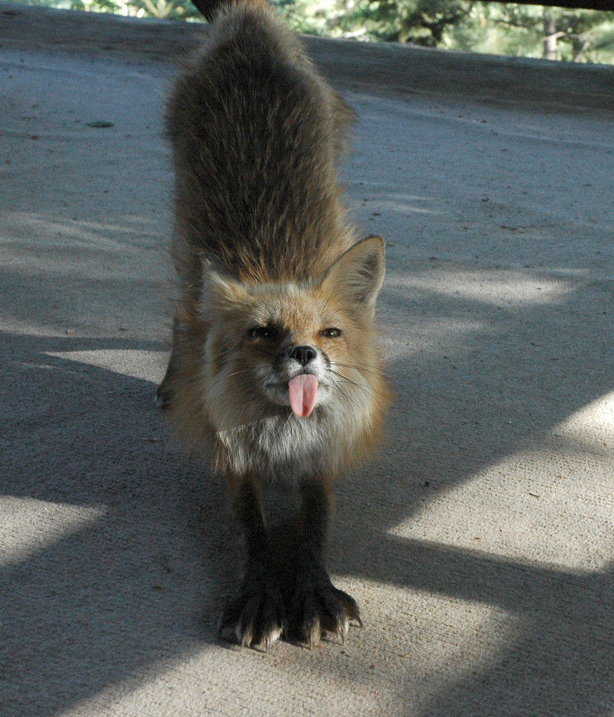 からくれない動物_c0072801_3512540.jpg