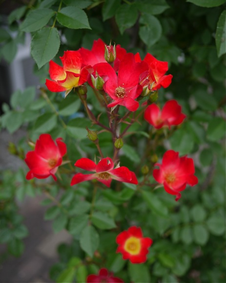 e0163202_19573816.jpg