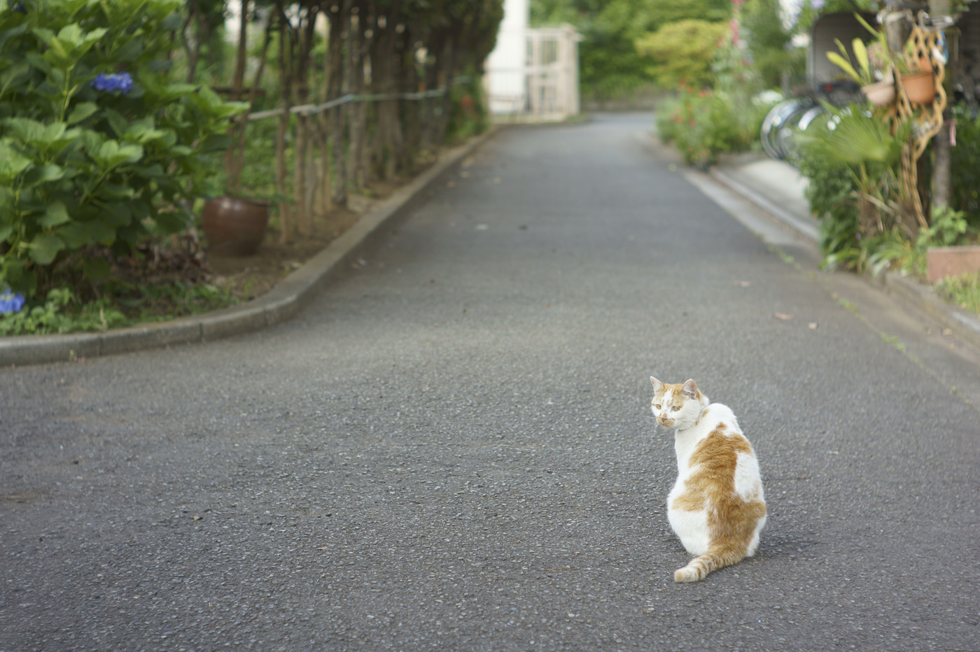 北青山の猫、その３。_c0120903_163826.jpg