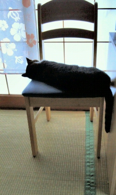 うたたねこ。。。ｚｚｚｚ_a0211008_1882097.jpg