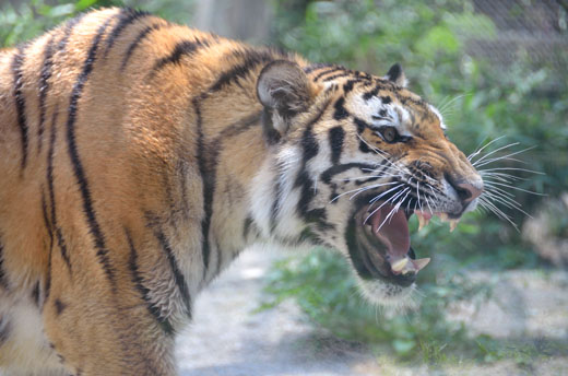 7月5日 木 怖いもの知らず ほのぼの動物写真日記