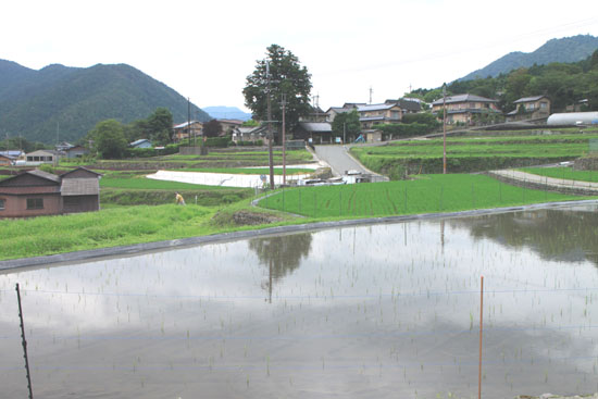 大原の里 シソ畑_e0048413_1815992.jpg