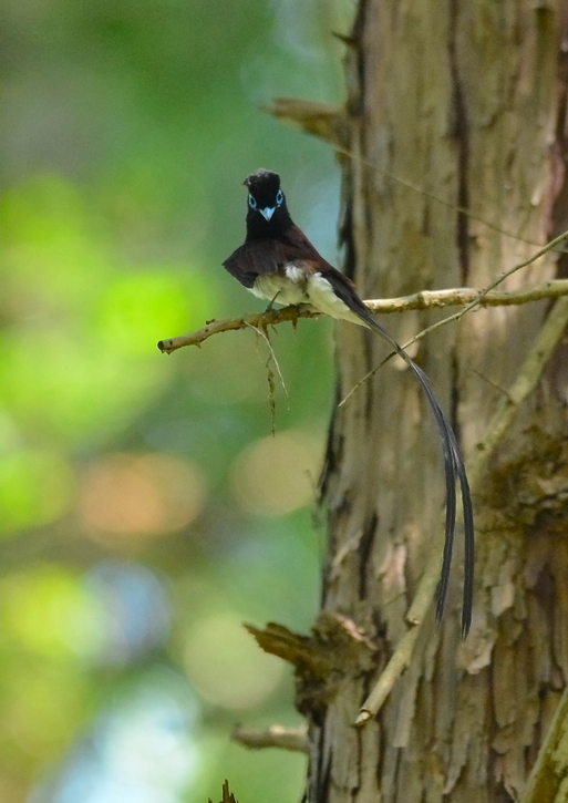 2012　07　05　サンコウチョウⅤ_d0127815_1323144.jpg