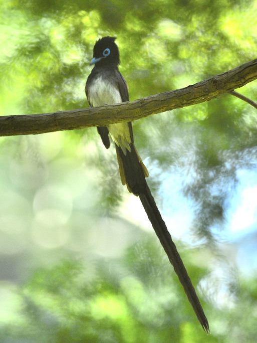 2012　07　05　サンコウチョウⅤ_d0127815_1330189.jpg