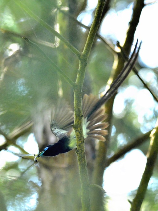 2012　07　05　サンコウチョウⅣ_d0127815_9434792.jpg