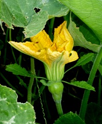 カボチャの雌花が咲いた!_a0043520_11553912.jpg