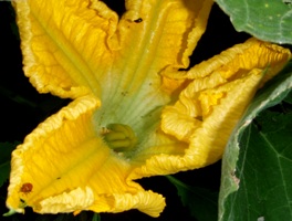 カボチャの雌花が咲いた!_a0043520_11555453.jpg
