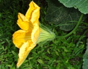カボチャの雌花が咲いた!_a0043520_11563856.jpg