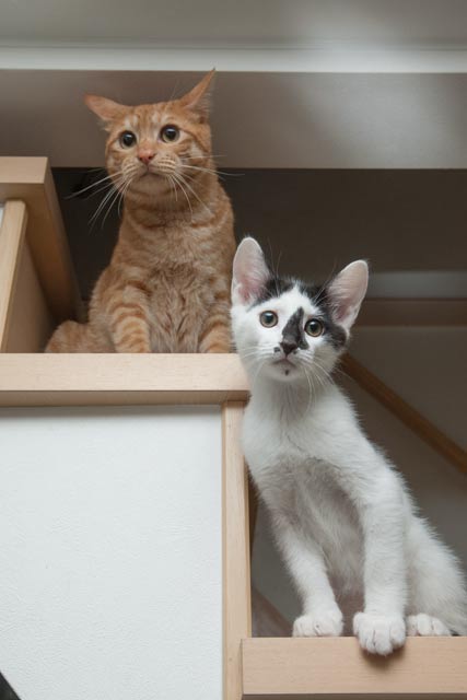 我が家の猫達_e0192921_2152398.jpg