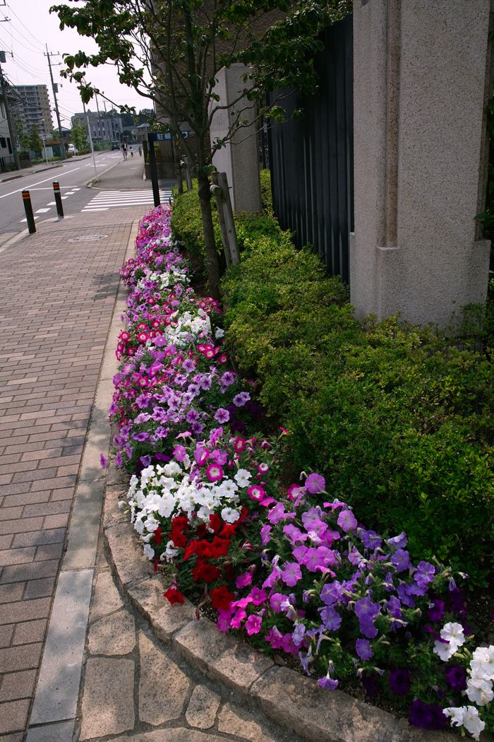 6月24日、夏目前のゆいの花公園_c0223825_09117.jpg