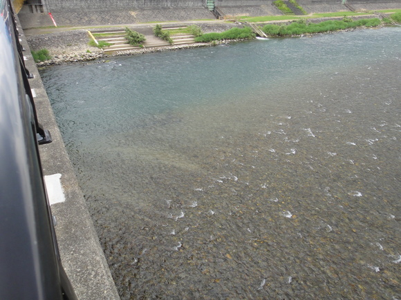 2012/07/05　魚野川_a0073053_17562132.jpg