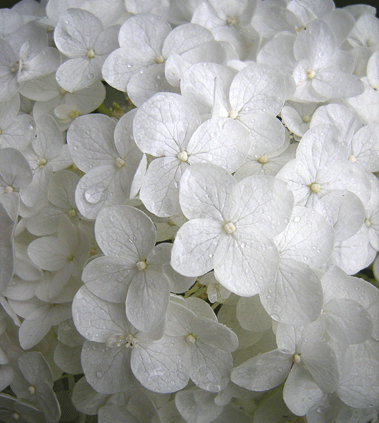 a0001354_20532515.gif