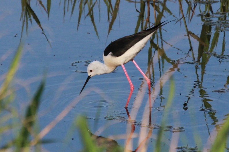 ★アカガシラサギ、いました! 先週末の鳥類園(2012.6.30~7.1)_e0046474_15383066.jpg