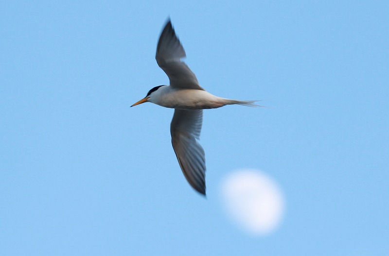 ★アカガシラサギ、いました! 先週末の鳥類園(2012.6.30~7.1)_e0046474_15394418.jpg