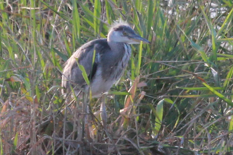 ★アカガシラサギ、いました! 先週末の鳥類園(2012.6.30~7.1)_e0046474_15481374.jpg