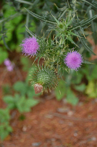 a0275782_22284596.gif