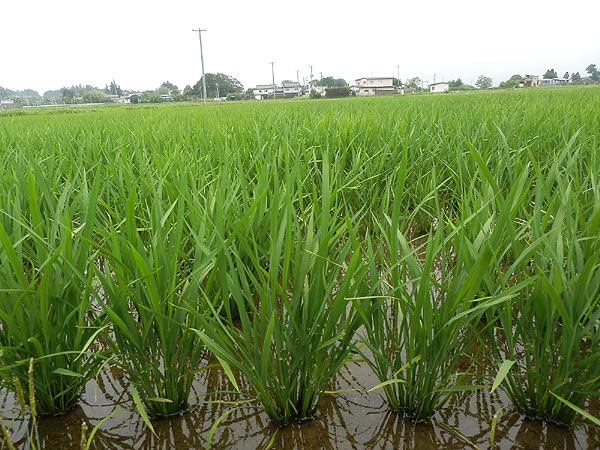 7月5日の田んぼ(上目黒小・枝野小)_d0247484_142988.jpg