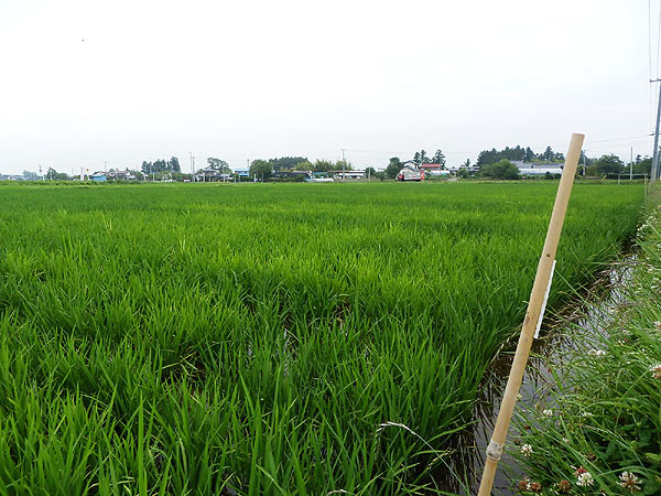 7月5日の田んぼ(上目黒小・枝野小)_d0247484_1434581.jpg