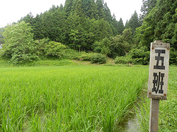 7月5日の田んぼ(月光原小・西根小)_d0247484_16322595.jpg