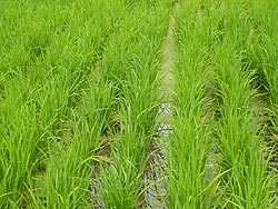 7月5日の田んぼ(月光原小・西根小)_d0247484_16335566.jpg