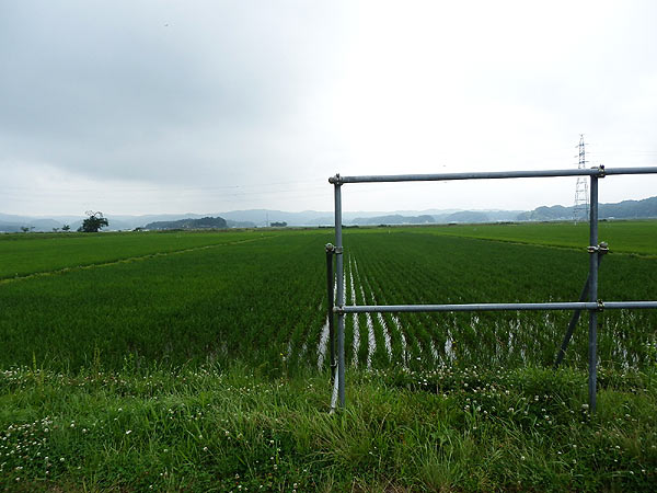 7月5日の田んぼ(緑ヶ丘小・北郷小)_d0247484_16474337.jpg