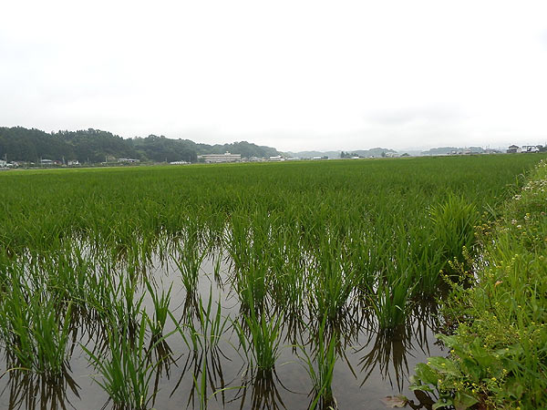 7月5日の田んぼ(緑ヶ丘小・北郷小)_d0247484_16494796.jpg