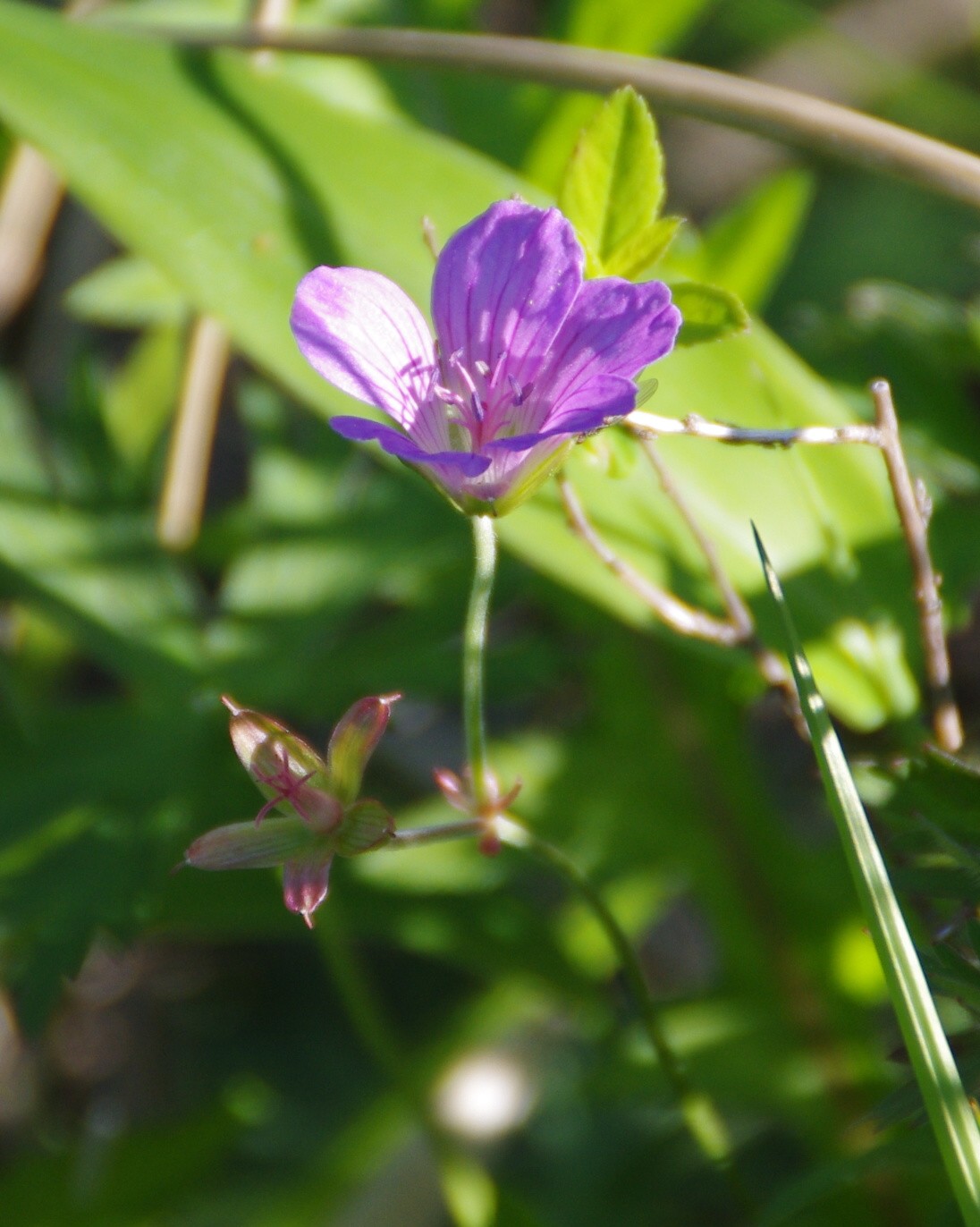 戦場ヶ原湿原の植物 ワタスゲ ズミ レンゲツツジ 寧楽悠々自然流