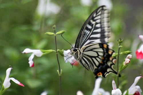 オシロイバナと、ホットリップスに蝶。シジュウカラ_f0030085_20544576.jpg