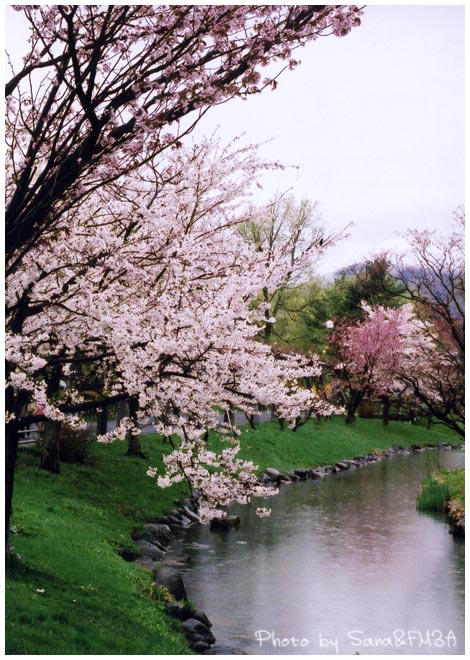 フィルムの中の花たち_e0001086_012384.jpg