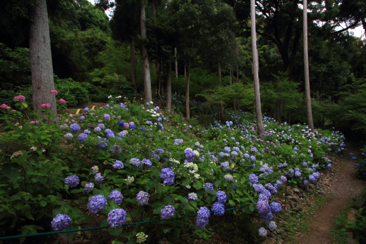 松尾大社_e0051888_22401069.jpg