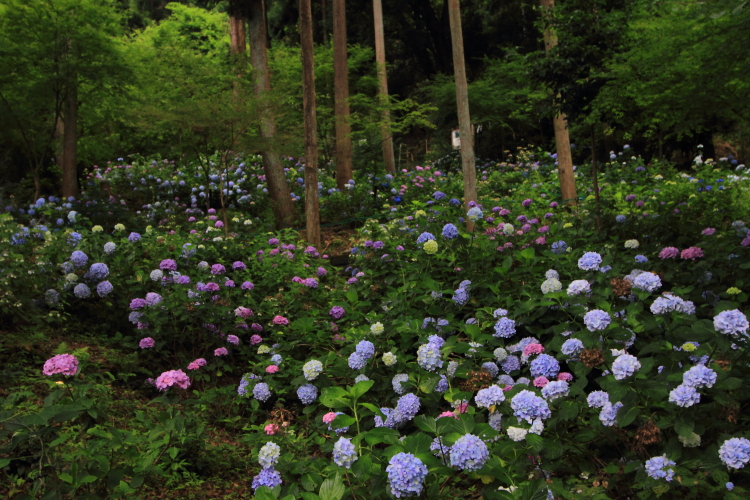松尾大社_e0051888_2240396.jpg