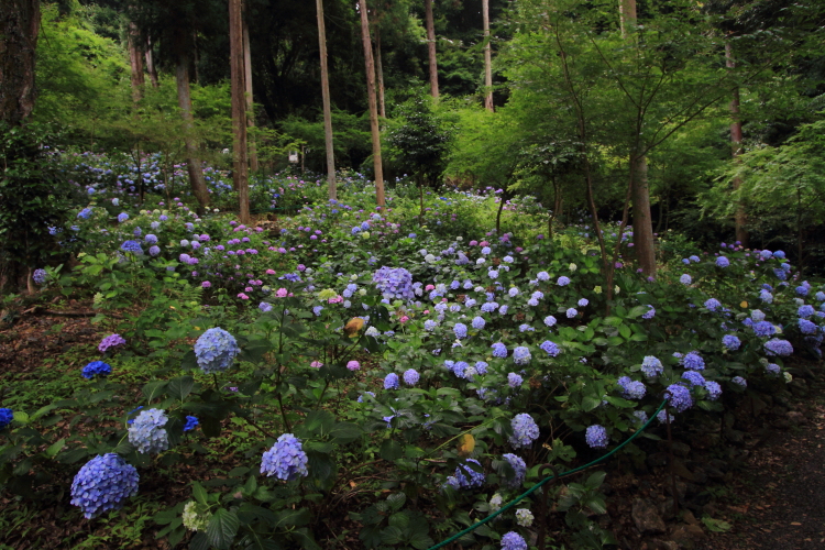 松尾大社_e0051888_22404866.jpg