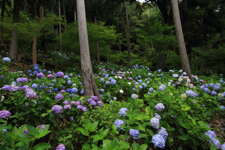松尾大社_e0051888_22412194.jpg