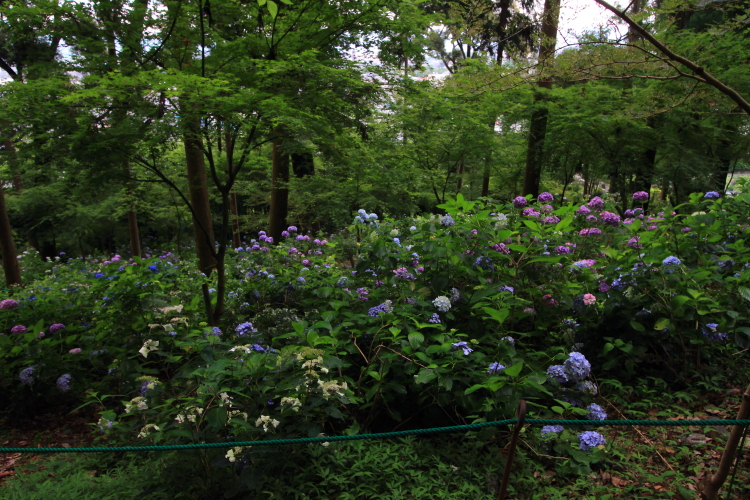 松尾大社_e0051888_22422762.jpg