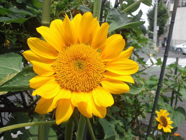 f0077595_1173361.jpg