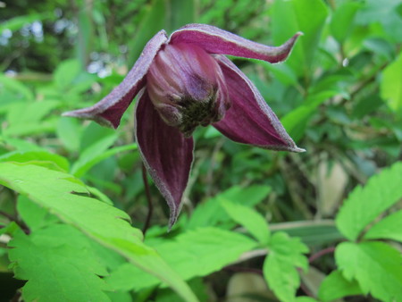 高山植物_e0120896_6424210.jpg