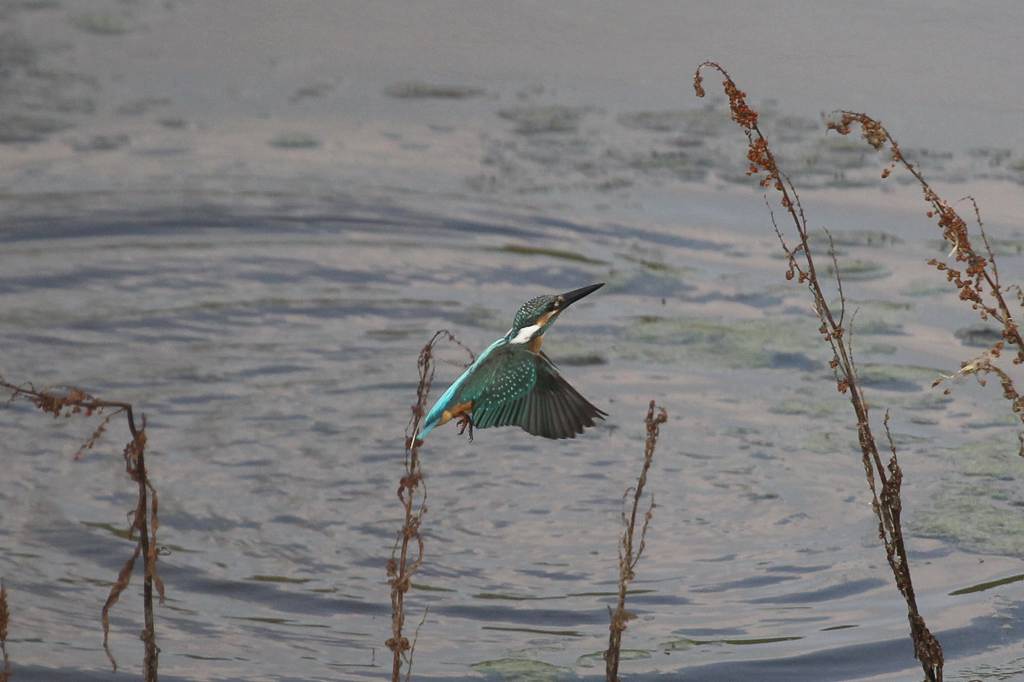 カワセミ若、上昇できません／朝日を浴びて・・・・_b0024798_14501390.jpg