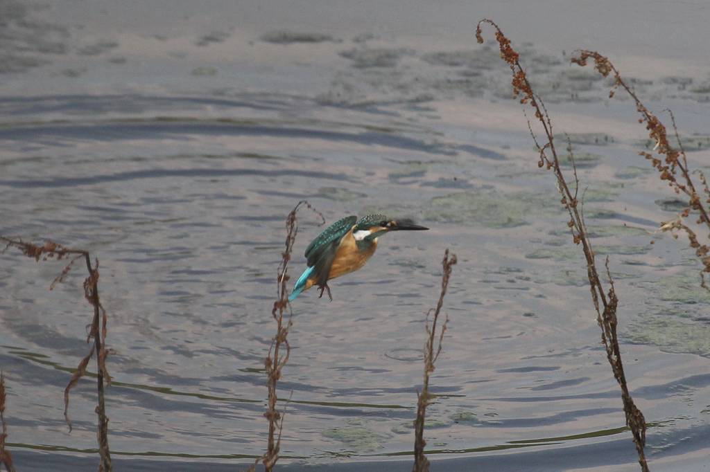 カワセミ若、上昇できません/朝日を浴びて・・・・_b0024798_14503092.jpg