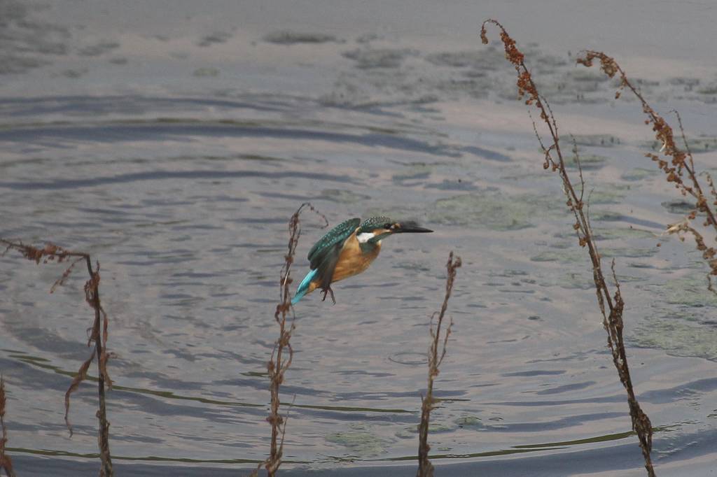 カワセミ若、上昇できません／朝日を浴びて・・・・_b0024798_14503092.jpg