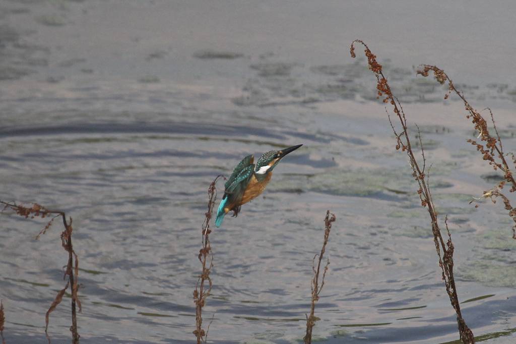 カワセミ若、上昇できません/朝日を浴びて・・・・_b0024798_1450518.jpg