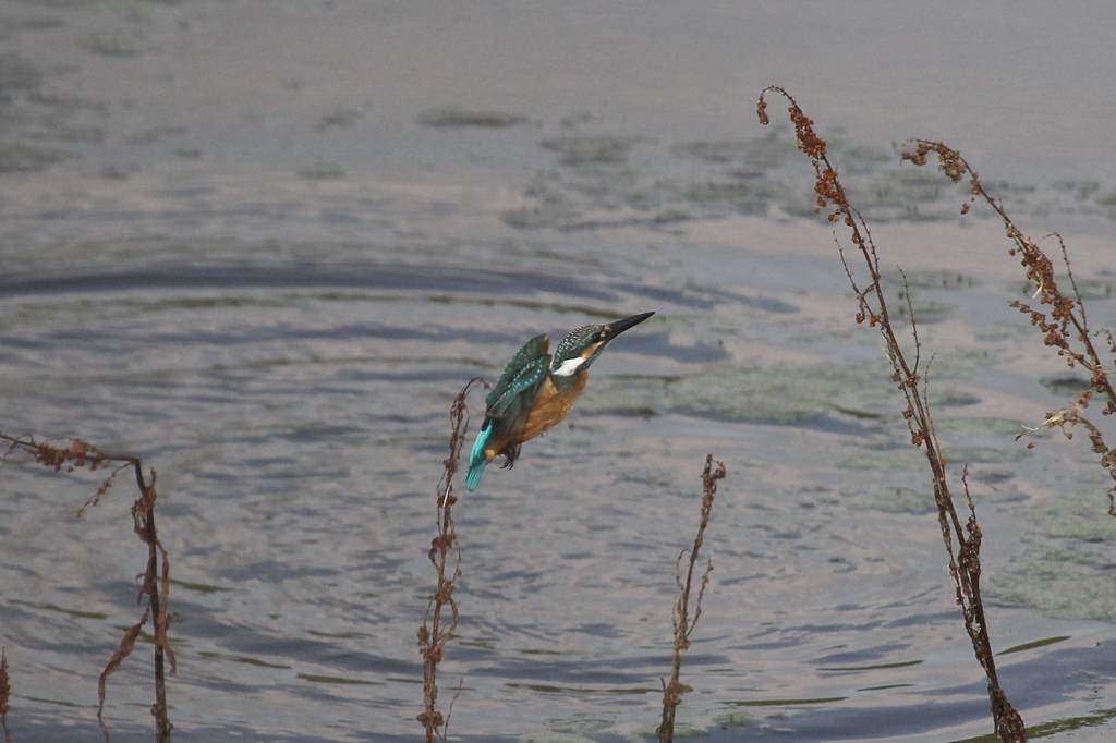 カワセミ若、上昇できません／朝日を浴びて・・・・_b0024798_1450518.jpg