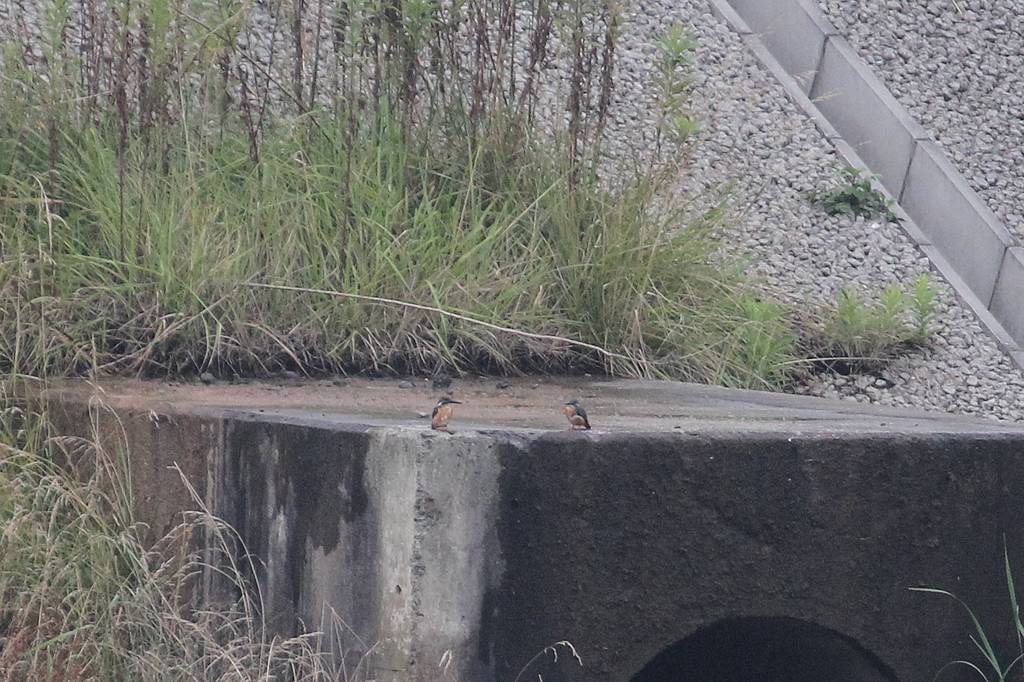 カワセミ若、上昇できません/朝日を浴びて・・・・_b0024798_15101021.jpg