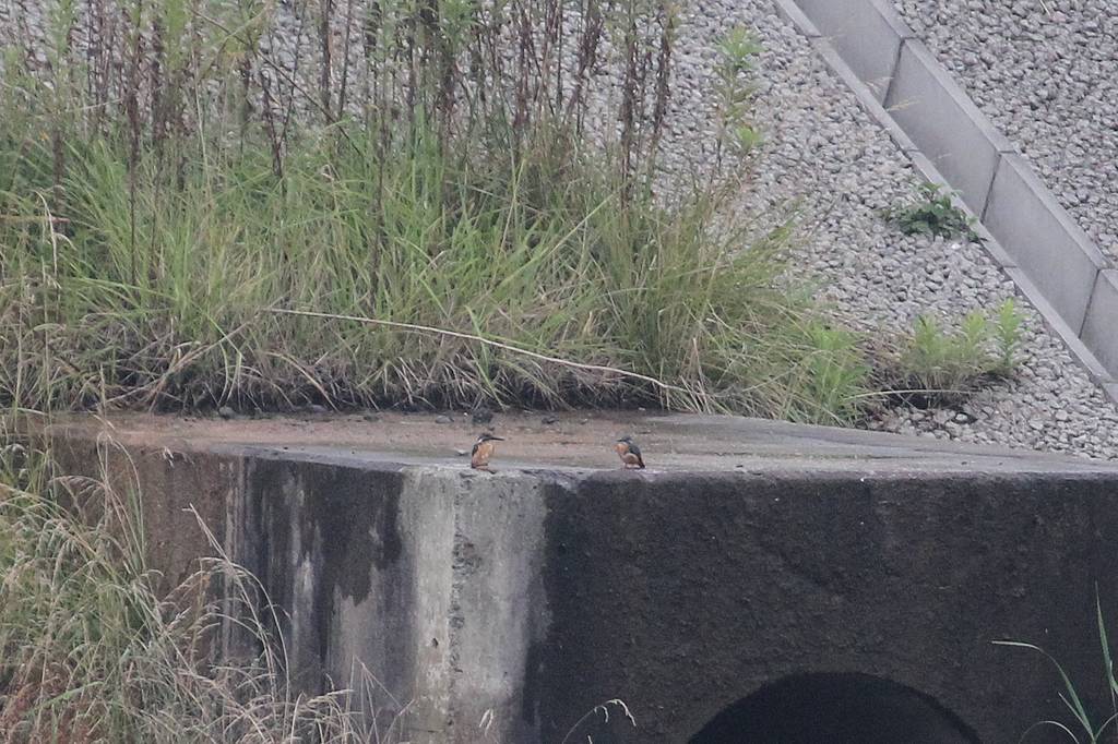 カワセミ若、上昇できません／朝日を浴びて・・・・_b0024798_15101021.jpg