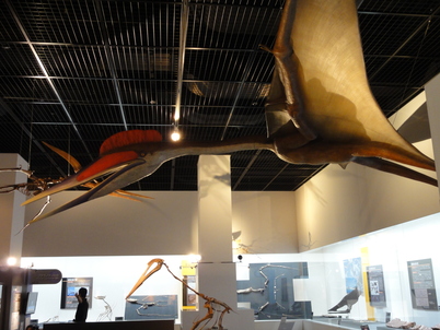 福井県恐竜博物館の特別展ついに開幕！！_f0229508_17321562.jpg