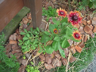 e0271409_21444593.jpg