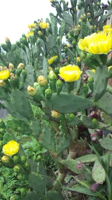 ウチワサボテンの黄色い花 13 7 5 徳ちゃん便り